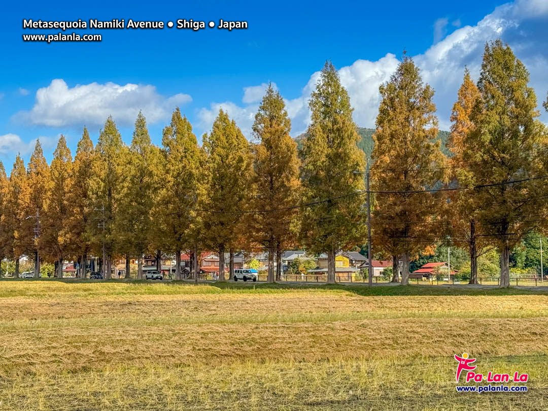 Metasequoia Namiki Avenue